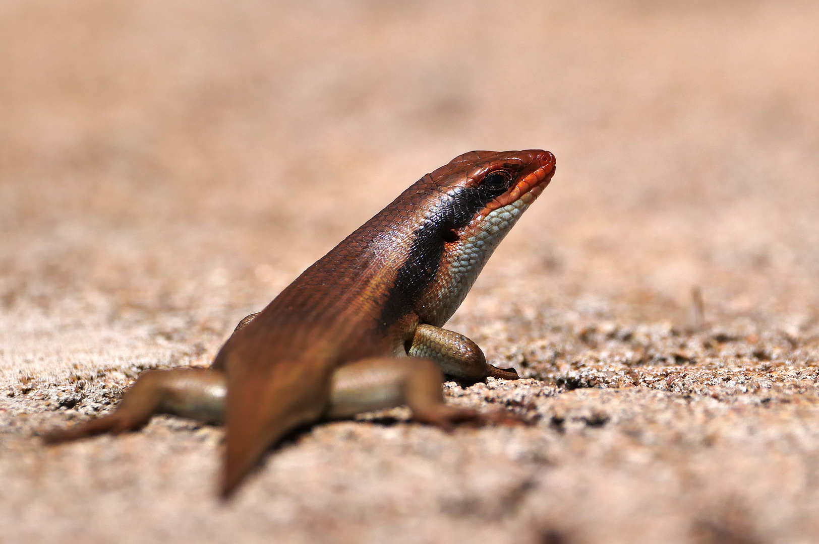 2022 Zimbabwe, Hwange NP, Skink