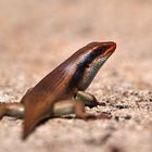 2022 Zimbabwe, Hwange NP, Skink