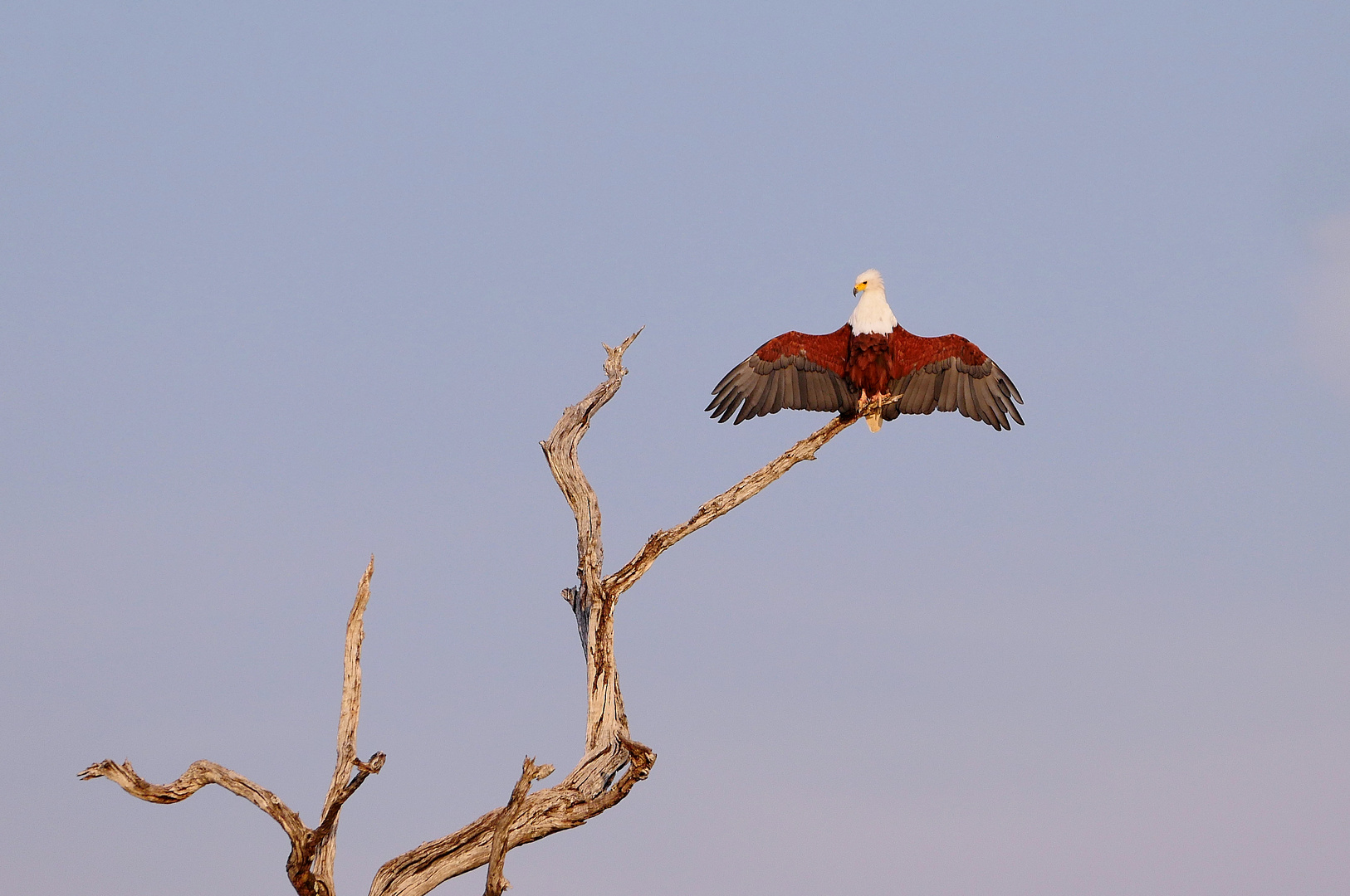 2022 Zimbabwe, Lake Kariba, Schreiseeadler, african fisheagle, (Haliaeetus vocifer)