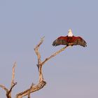 2022 Zimbabwe, Lake Kariba, Schreiseeadler, african fisheagle, (Haliaeetus vocifer)