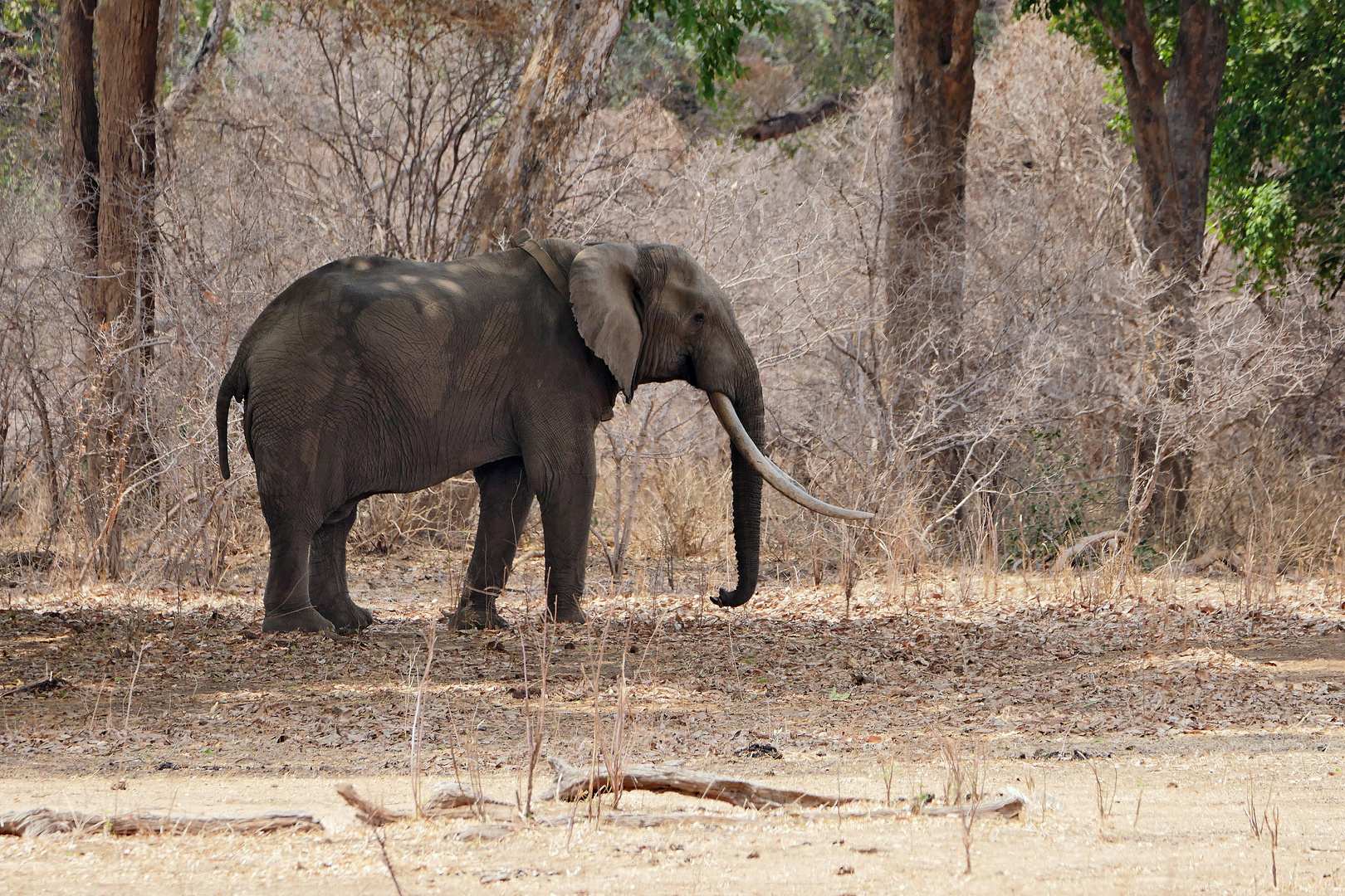 2022 Zimbabwe, Mana Pools NP