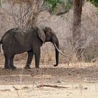 2022 Zimbabwe, Mana Pools NP