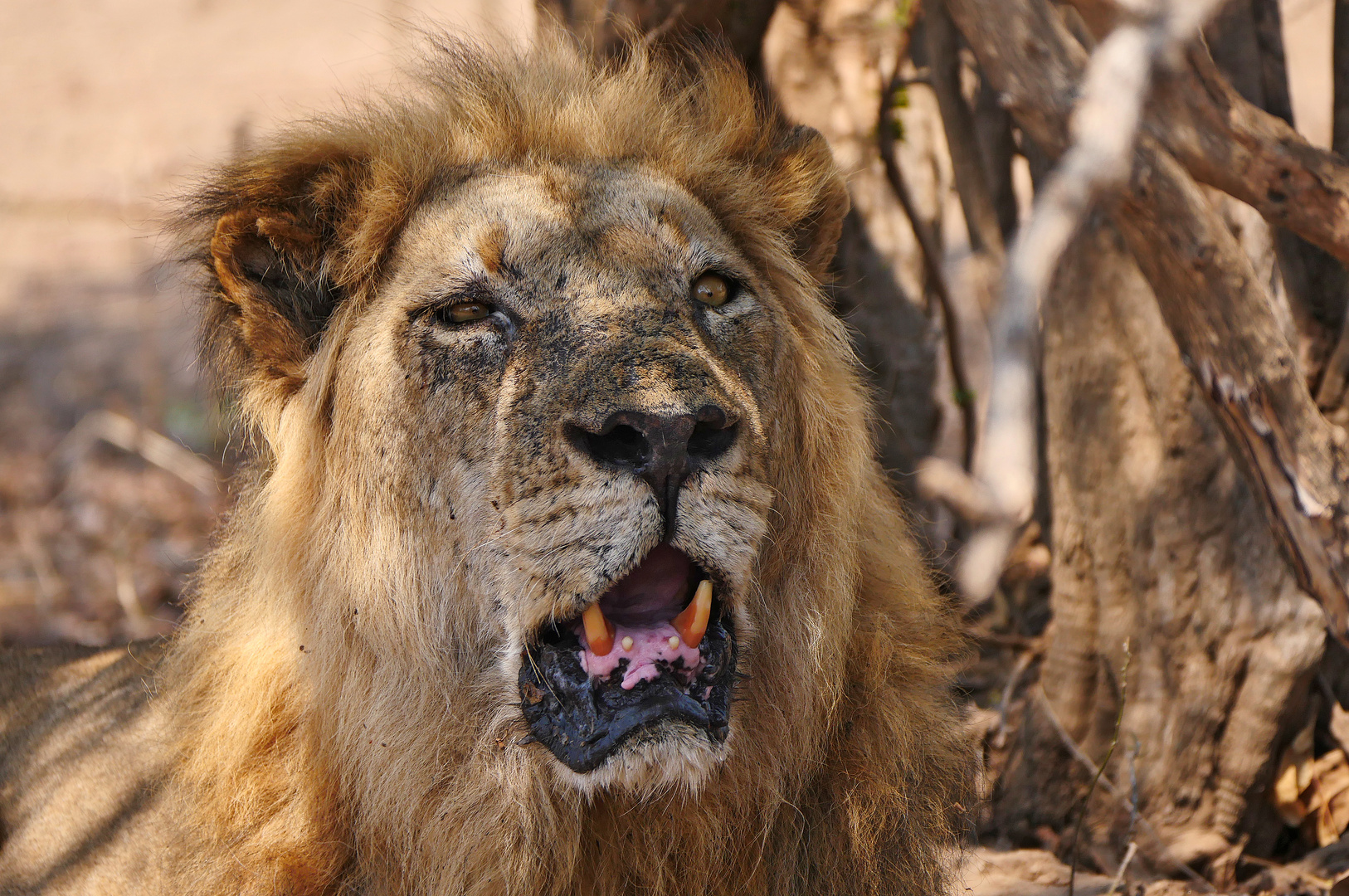 2022 Zimbabwe, Mana Pools NP