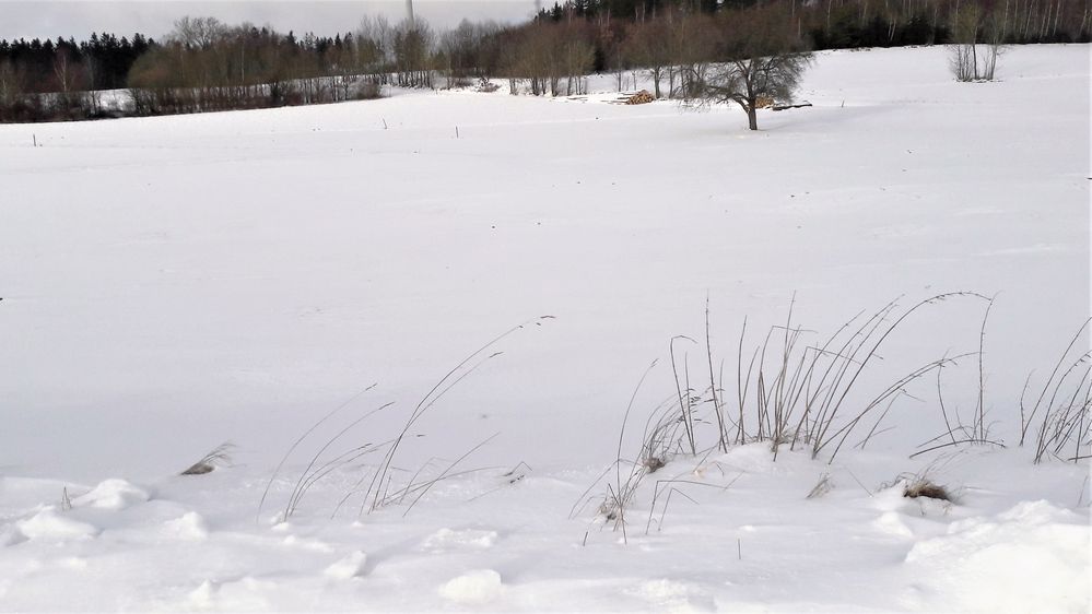 20220120 Geschlossene Schneedecke allüberall