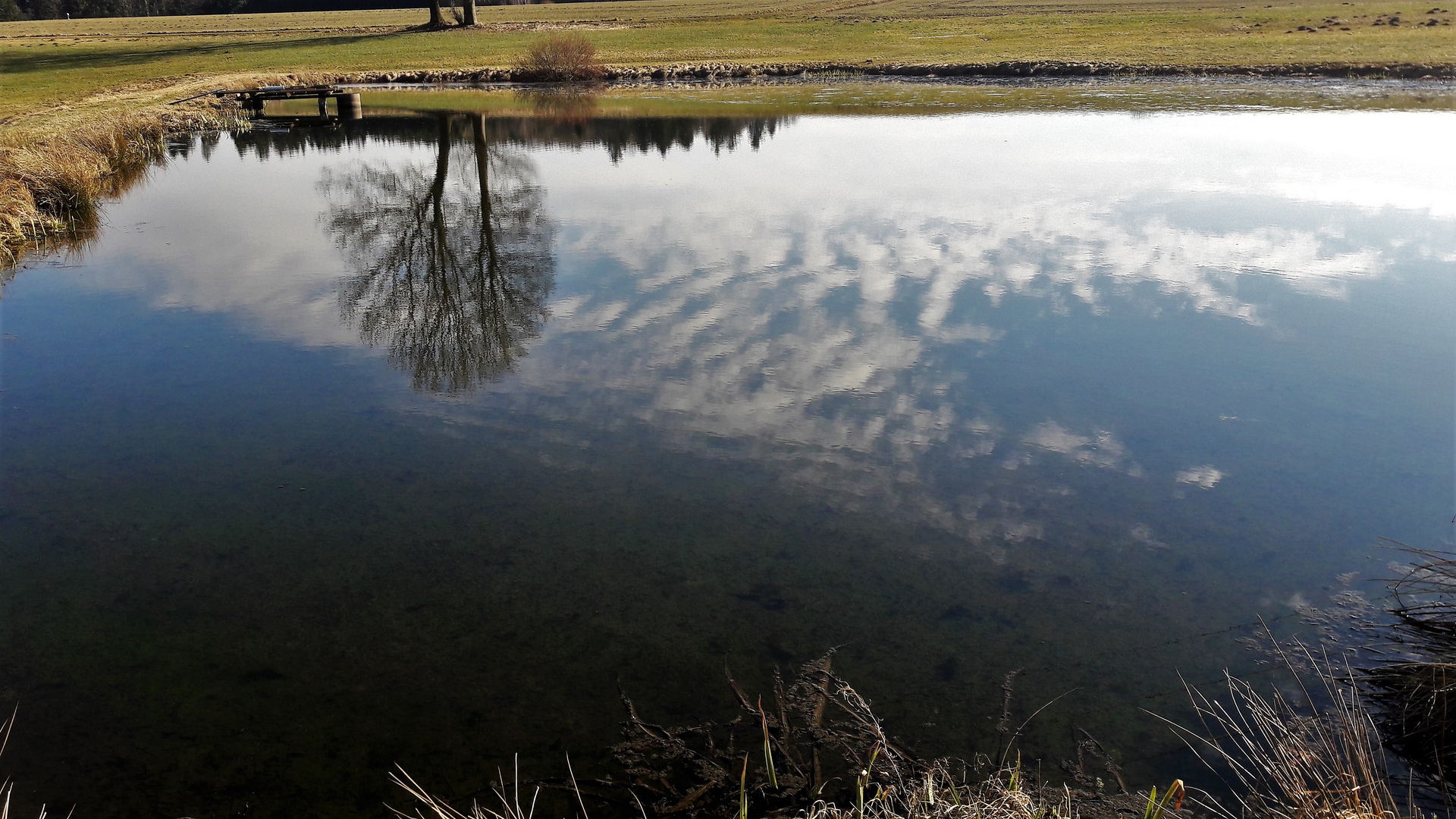 20220302  Spiegeltag : Wald, Wiesen und Wolken gespiegelt