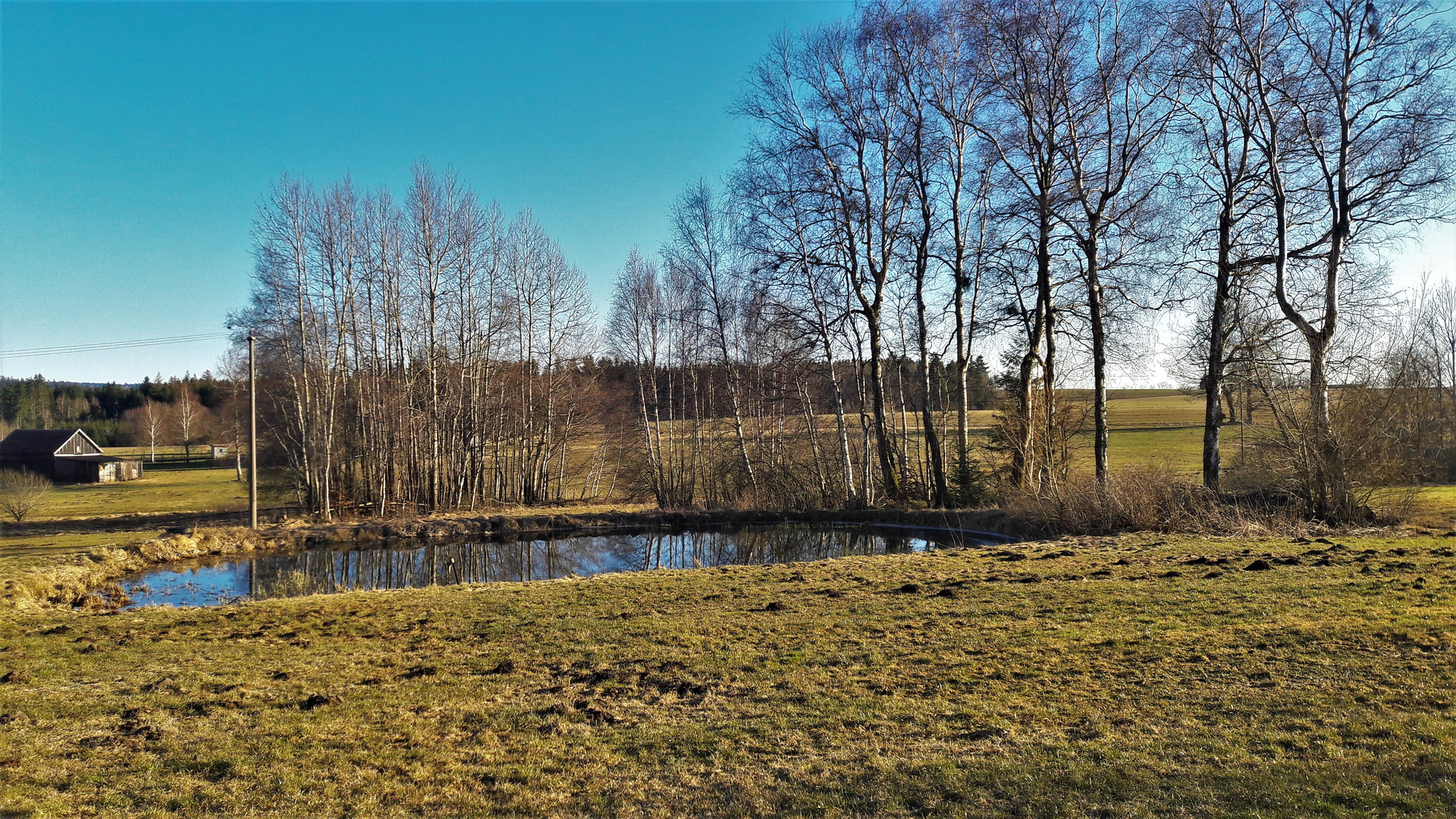 20220309 Birken im Hintergrund und im  Teich gespiegelt