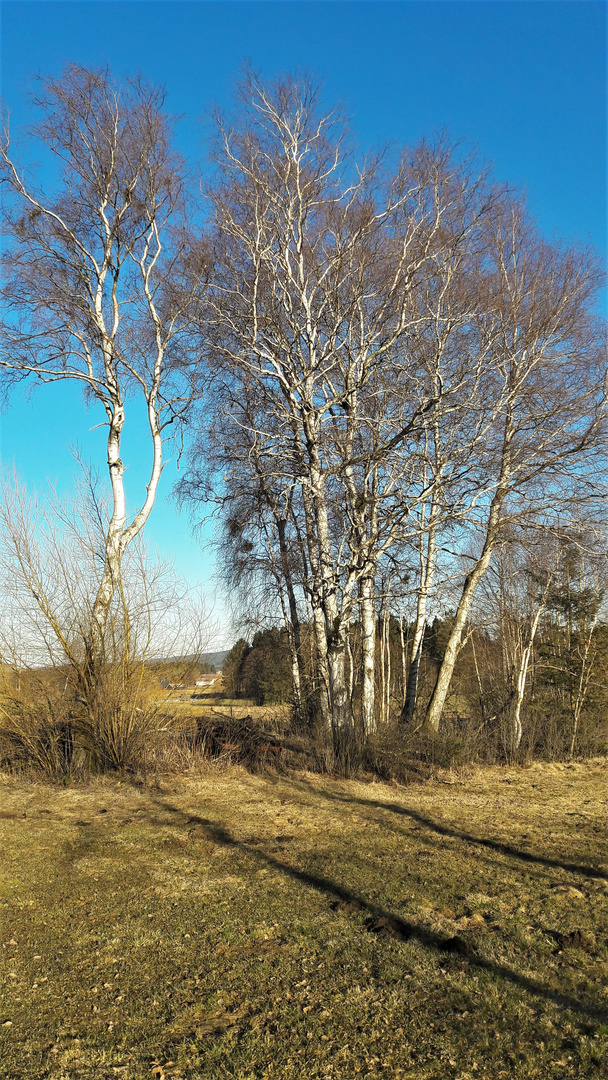 20220309 Donnerstag mit Durchblick zwischen Birken zum Dorf Lösten  II (Hochformat)