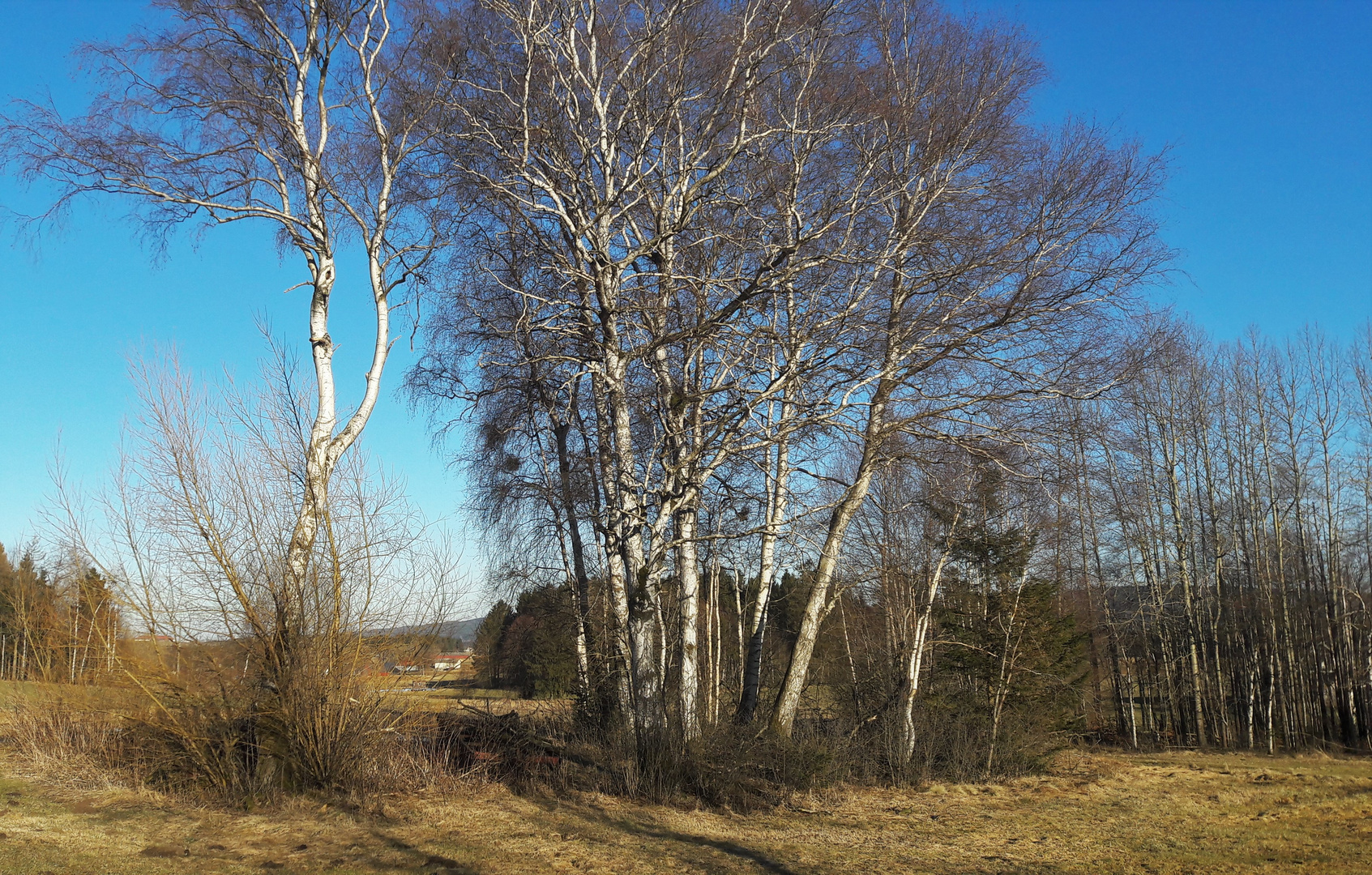 20220309 Durchblick  zwischen Birken zum Dorf Lösten