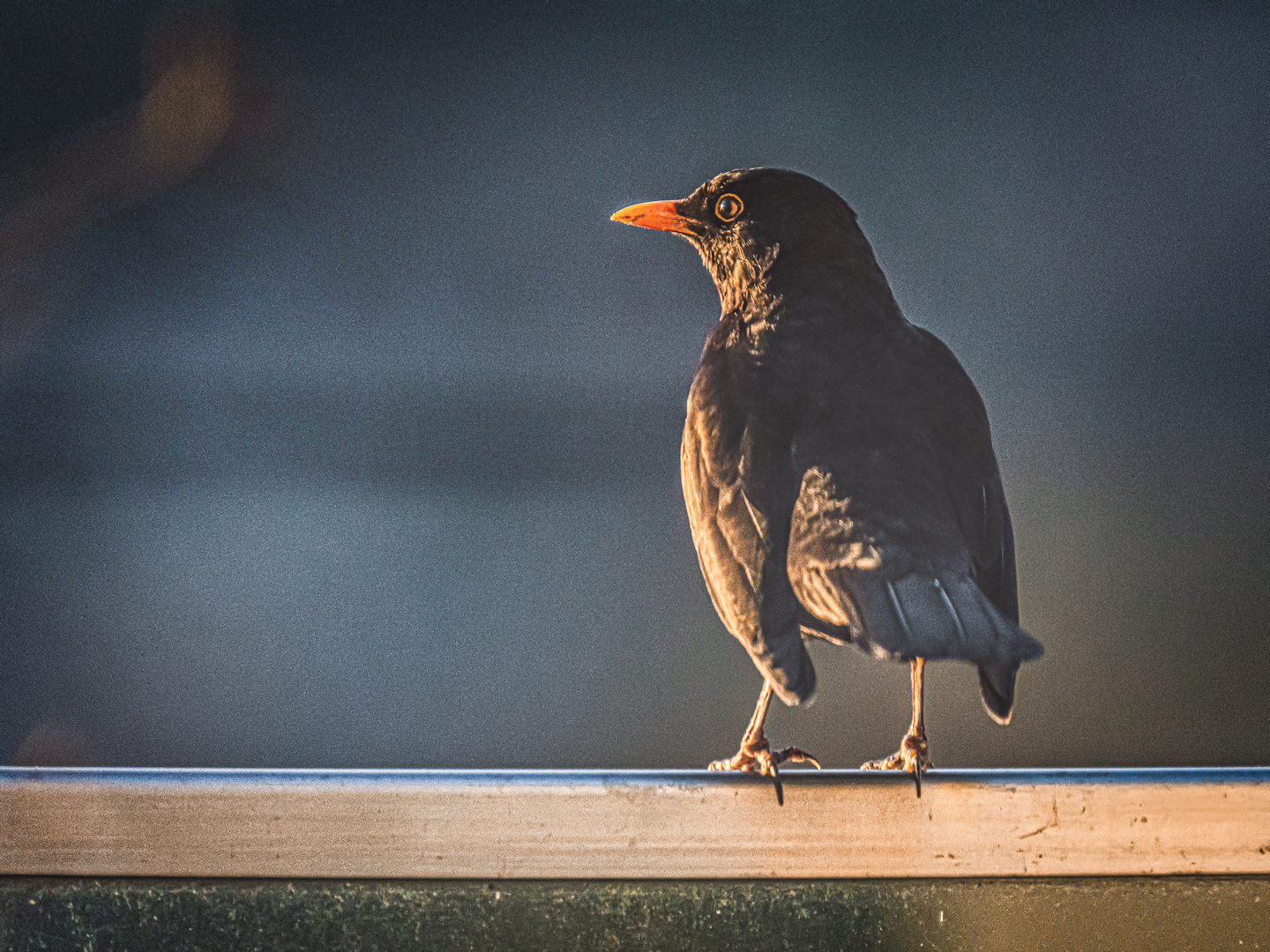 20220314-Amsel im Abendlicht-9321