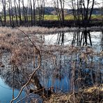 20220321 Lernschwimmteich in der Nachmittagssonne  inmitten wilder Natur