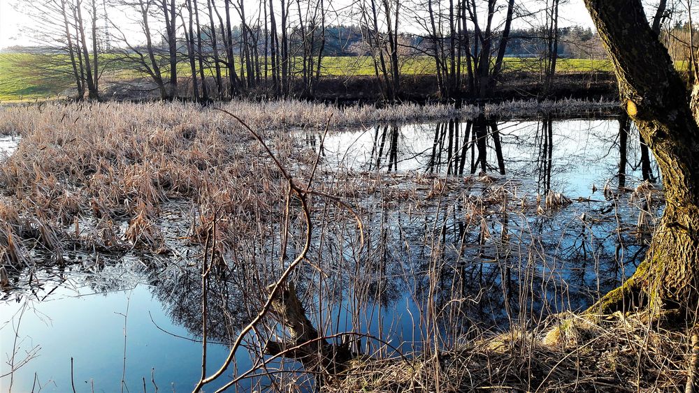 20220321 Lernschwimmteich in der Nachmittagssonne  inmitten wilder Natur