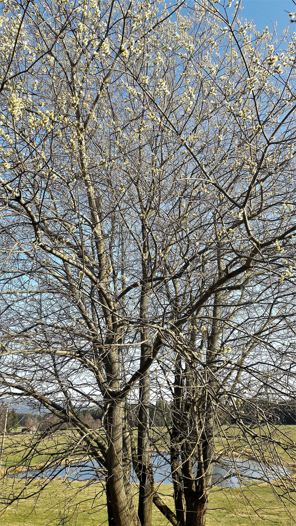 20220328 Palmkätzchen mit Blick zum Seerosenteich