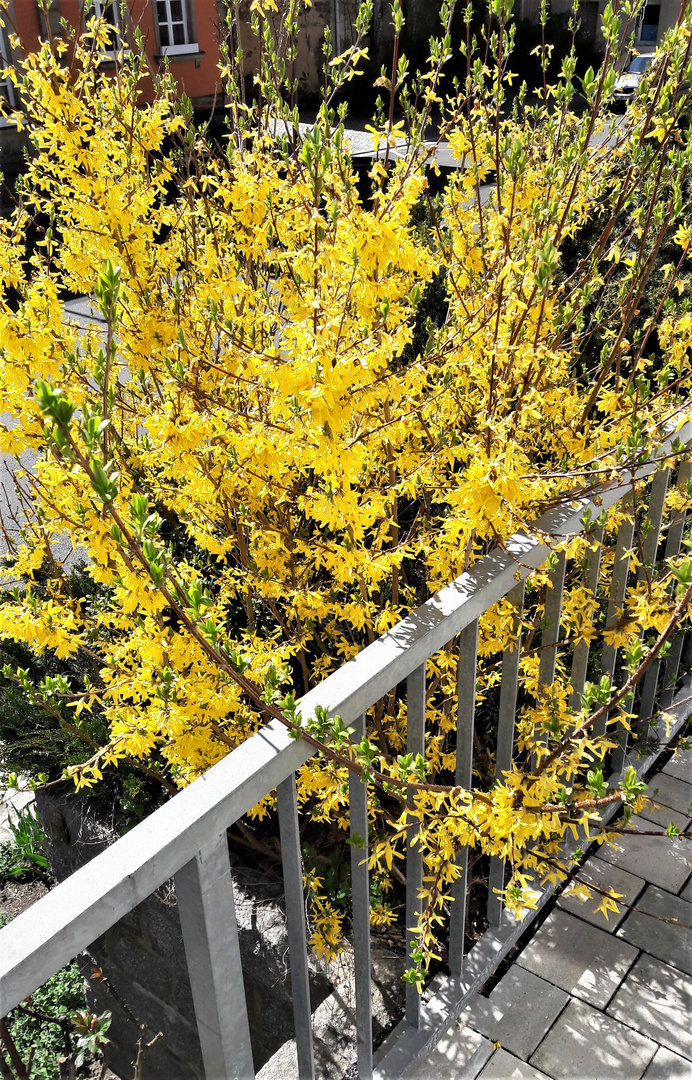 20220416 Gefrees : Forsythien zwischen Straße  und Gehweg