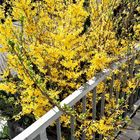 20220416 Gefrees : Forsythien zwischen Straße  und Gehweg