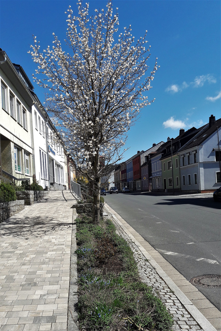 20220416 Österliche Blütenpracht mitten in Gefrees