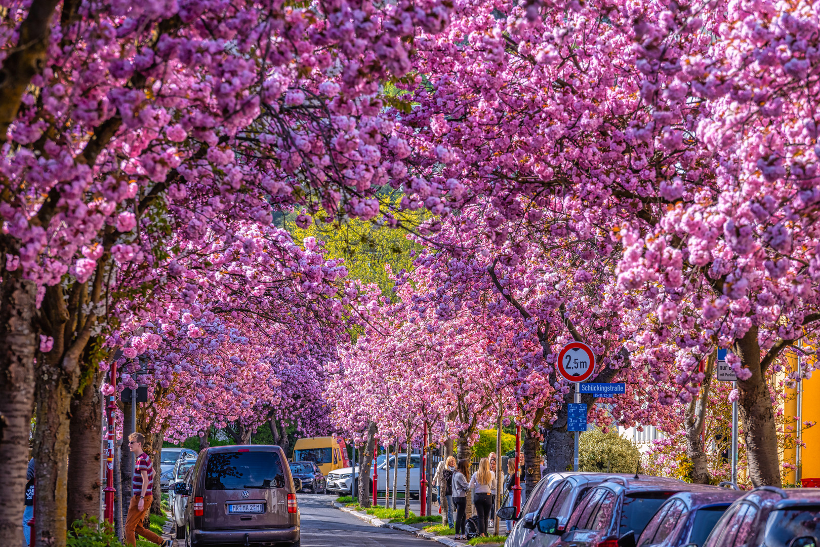 20220420-Kirschblüte Marburg-10265