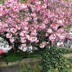 20220425 Bayreuth Baumblüte mitten in der Stadt