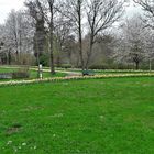 20220425 Dinkelsbühl Blumen-und Baumblüte im Park