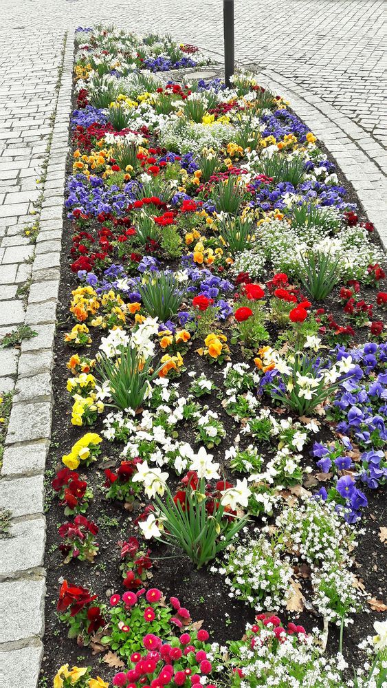 20220425 Mittochsblümchen auf der Verkehrsinsel