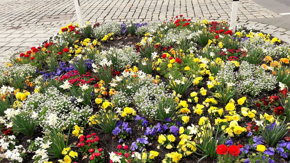 20220425 Mittwochsblümchen in Bayreuth