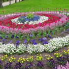 20220502 Blumeninsel Hofgarten Ansbach voll erblüht