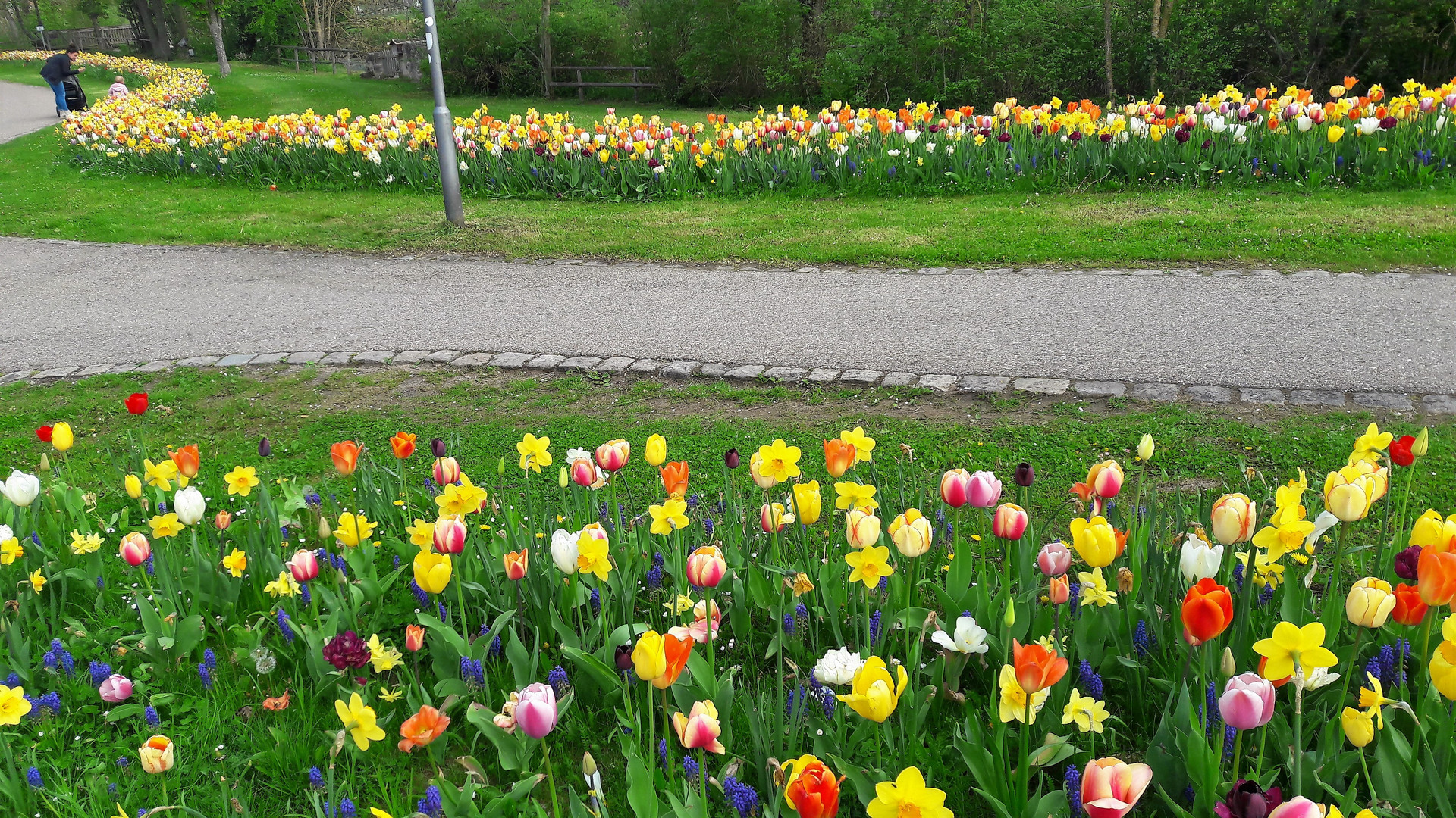 20220504 Dinkelsbühl im Blumenmeer 