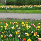 20220504 Dinkelsbühl im Blumenmeer 