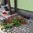 20220507 Blumen braucht das Land