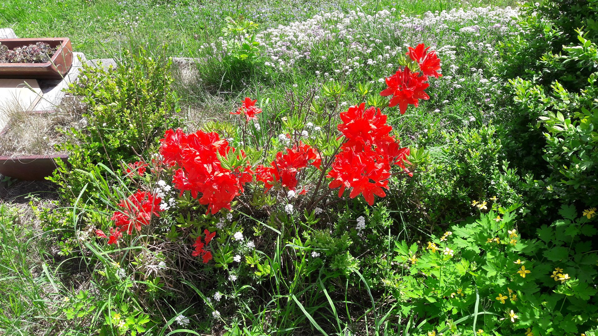 20220522 Blümchen im eigenen Garten Foto & Bild spezial, schatten