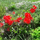 20220522 Blümchen im eigenen Garten