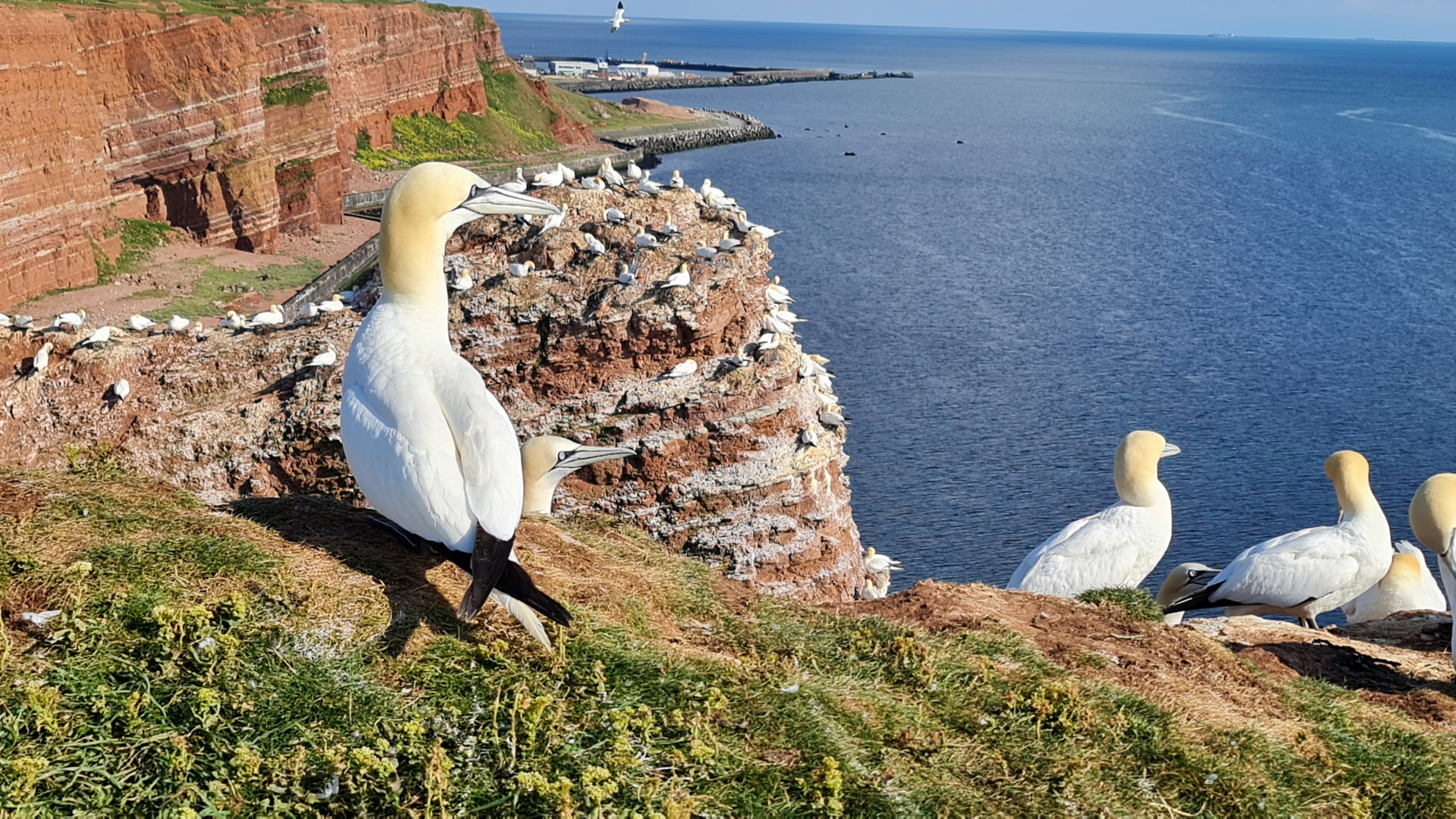 20220601_175919 Basstölpel auf Helgoland