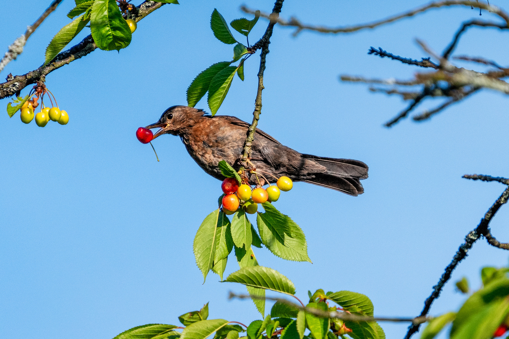 20220603-Nachbars Kirschen schmecken gut-11644