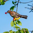 20220603-Nachbars Kirschen schmecken gut-11644