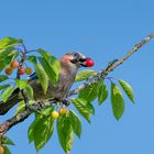 20220603-Nachbars Kirschen schmecken gut-11645