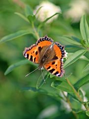 2022.06.17 009b kleiner Fuchs