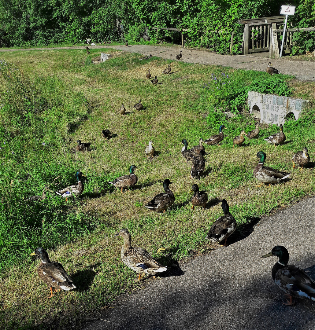 20220702  Dinkelsbühl : Enten neben einem Zufluss zur Wörnitz