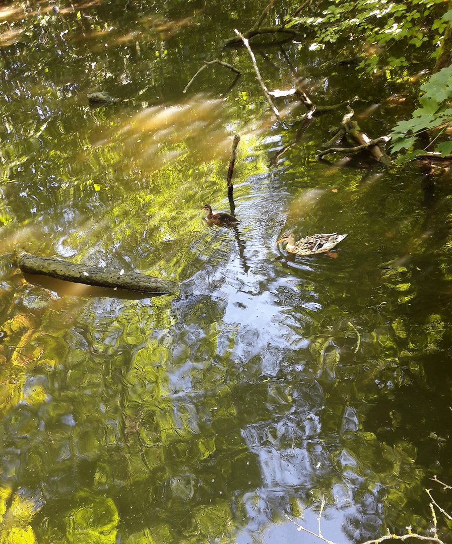 20220702 Dinkelsbühl : Morgenbad im Zufluss zur Wörnitz