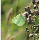 2022.07.03 019b Zitronenfalter-Weibchen lichtdurchflutet