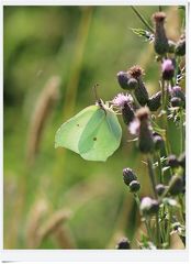 2022.07.03 019b Zitronenfalter-Weibchen lichtdurchflutet