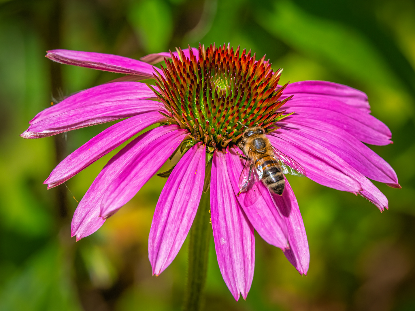 20220703-nur ein Bienchen-12254