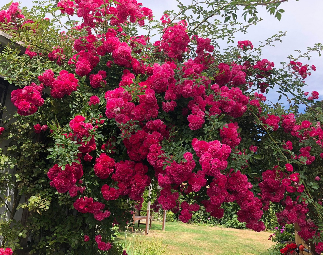 20220706 Mittwochsblümchen : Gerüstwunsch  für Rosen in Dinkelsbühl