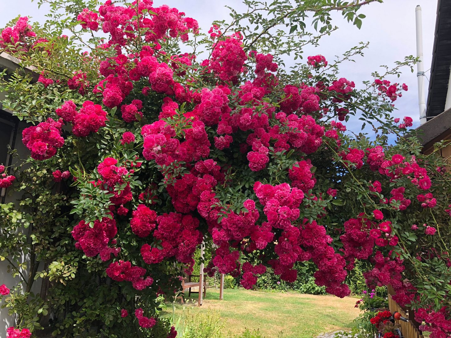 20220706 Mittwochsblümchen : Rosenbogen in Dinkelsbühl