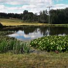 20220708  Seerosenteich :Nicht nur eine Seeroseninsel