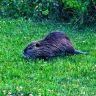 20220710-P1040793Nutria