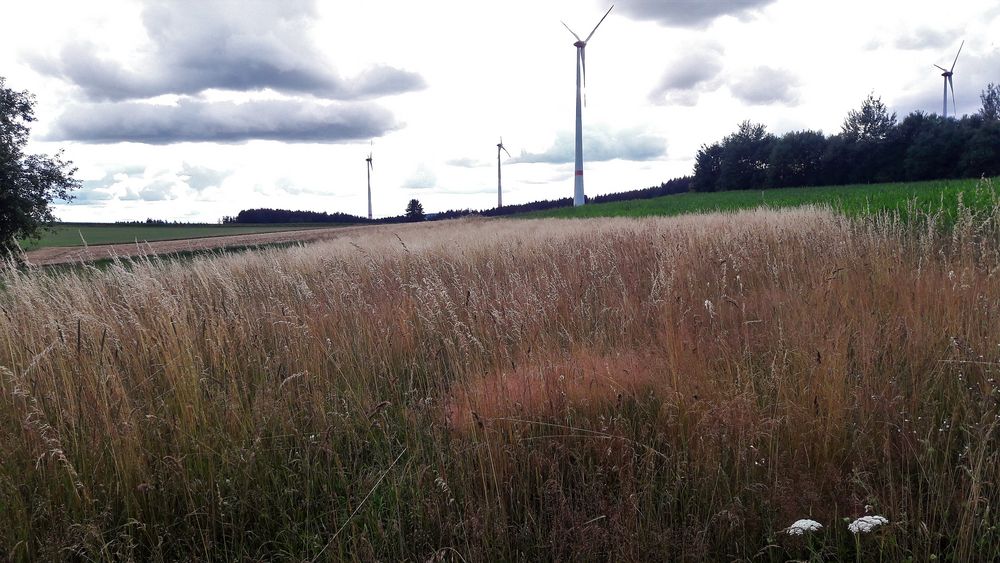 20220711 Silbergras so weit das Auge reicht