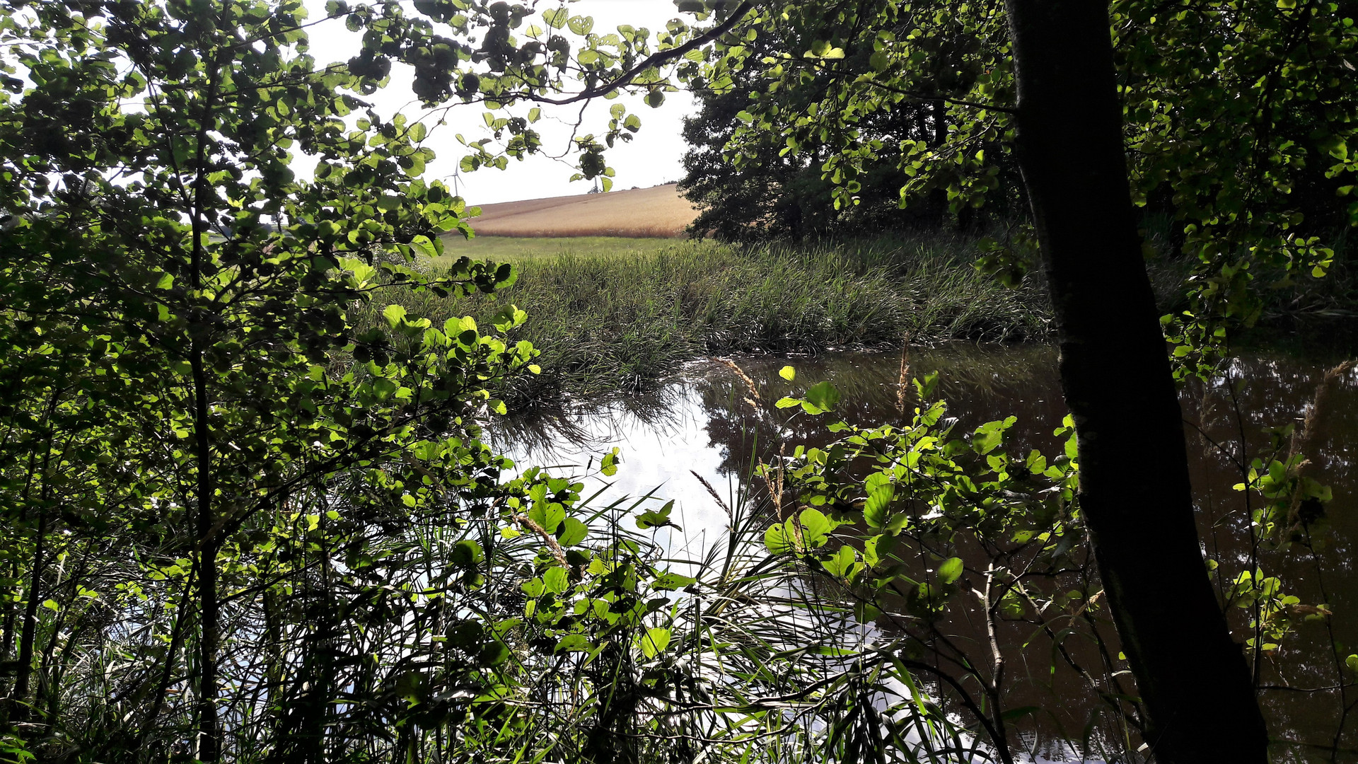 20220727 Spiegeltag im Schatten der Bäume