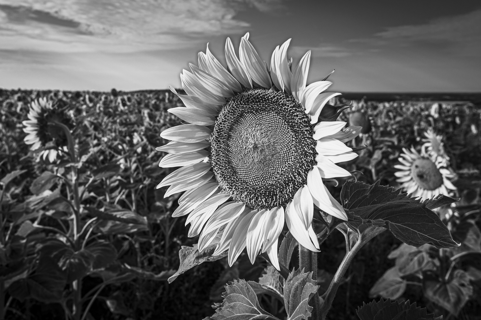 20220731_Sunflowerfield_004