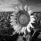 20220731_Sunflowerfield_004