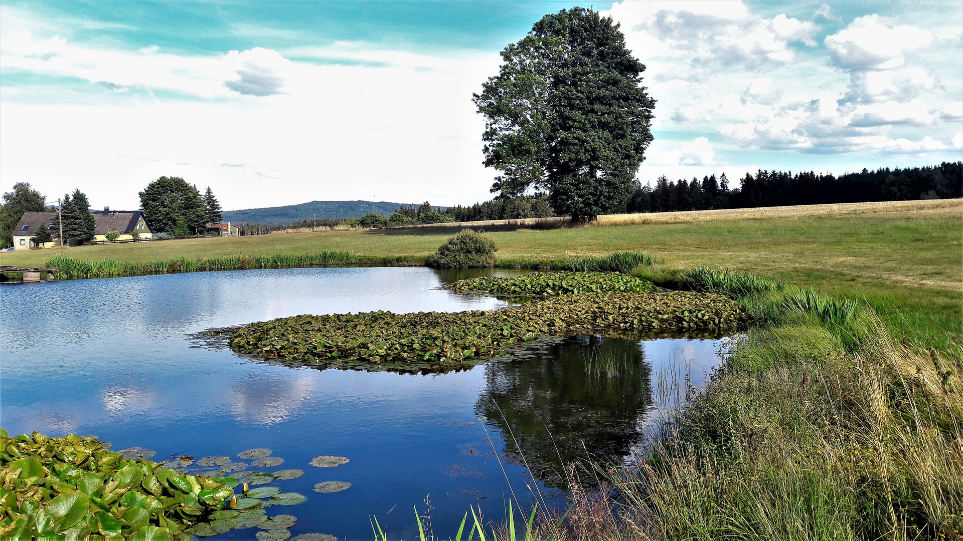 20220802 Wasserstand im Seerosenteich