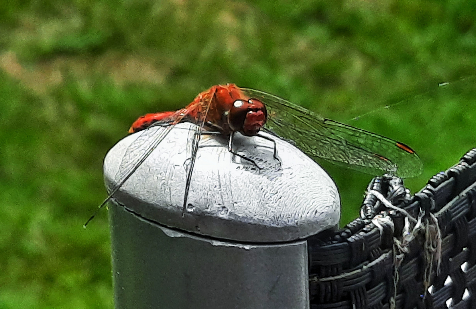 20220802_152157-01 Dragonfly 